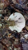 Lactarius atroviridis image
