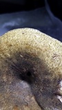 Lactarius atroviridis image