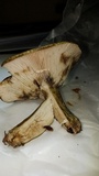 Lactarius atroviridis image