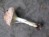 Echinoderma asperum image