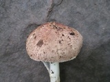 Echinoderma asperum image