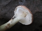 Echinoderma asperum image