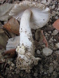Amanita sect. Vaginatae image