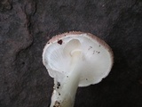 Echinoderma asperum image