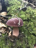 Tylopilus badiceps image