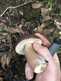 Tylopilus badiceps image