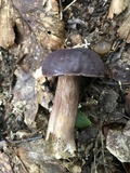 Tylopilus rubrobrunneus image