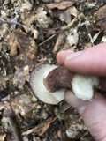 Tylopilus rubrobrunneus image