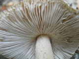 Amanita sect. Vaginatae image