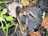 Myxomphalia maura image