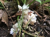 Helvellosebacina concrescens image