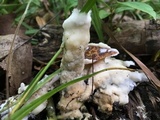 Helvellosebacina concrescens image