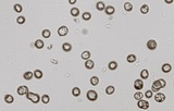 Megacollybia rodmanii image