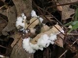 Helvellosebacina concrescens image