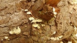 Trichaptum abietinum image