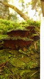 Phellinus gilbertsonii image