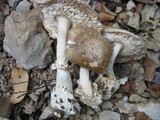 Amanita sect. Vaginatae image