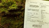 Phellinus gilbertsonii image