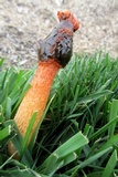 Phallus rubicundus image