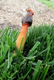 Phallus rubicundus image
