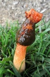 Phallus rubicundus image