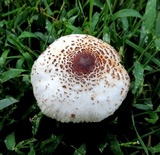 Leucoagaricus americanus image