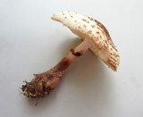 Leucoagaricus americanus image