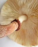 Leucoagaricus americanus image