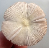 Volvariella pusilla image