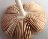 Volvariella pusilla image