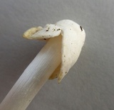 Volvariella pusilla image