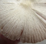 Volvariella pusilla image