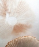Volvariella pusilla image