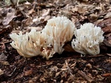 Ramariopsis kunzei image