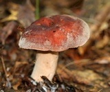 Lactifluus corrugis image