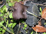 Myxomphalia maura image