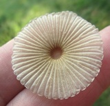 Parasola auricoma image