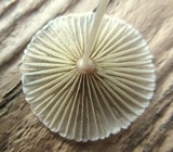 Parasola auricoma image
