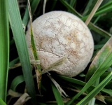 Arachnion album image
