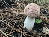 Boletellus ananas image