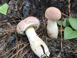 Boletellus ananas image