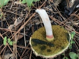 Boletellus ananas image
