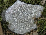 Ochrolechia parella image