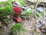 Hortiboletus campestris image