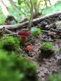 Hortiboletus campestris image