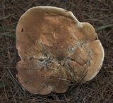 Tylopilus felleus image