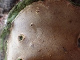 Fuscoporia torulosa image