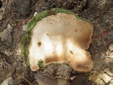 Fuscoporia torulosa image