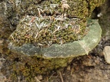 Fuscoporia torulosa image