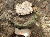 Fuscoporia torulosa image